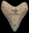 Megalodon Tooth - North Carolina #67145-1